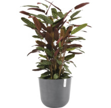 Pokojová rostlina Calathea s pruhovanými listy v šedém kulatém květináči s Ecopots Logo.