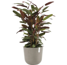 Pokojová rostlina Calathea se vzorovanými listy v šedém květináči.