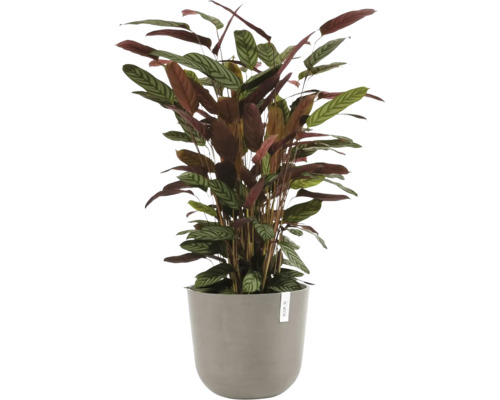 Pokojová rostlina Calathea se vzorovanými listy v šedém květináči.