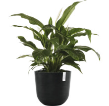Pokojová rostlina Lopatkovec (Spathiphyllum) s tmavě zelenými listy a bílými květy v kulatém černém květináči.