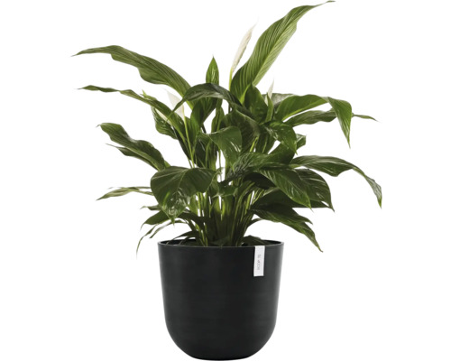 Pokojová rostlina Lopatkovec (Spathiphyllum) s tmavě zelenými listy a bílými květy v kulatém černém květináči.