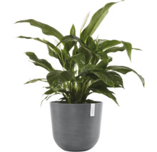 Pokojová rostlina lopatkovec Spathiphyllum se zelenými listy a bílými květy v kulatém šedém květináči.
