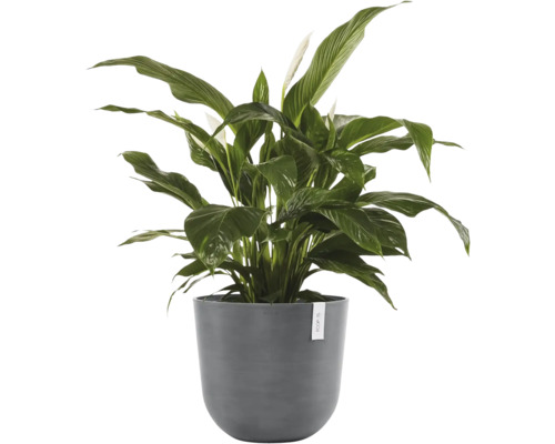 Pokojová rostlina lopatkovec Spathiphyllum se zelenými listy a bílými květy v kulatém šedém květináči.