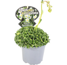 Saxifraga paniculata v květináči