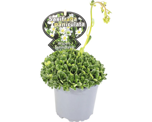 Saxifraga paniculata v květináči