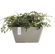 Rostlina v obdélníkovém truhlíku značky Ecopots.