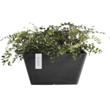Kapradina Pellaea rotundifolia v obdélníkovém tmavém květináči Ecopots.
