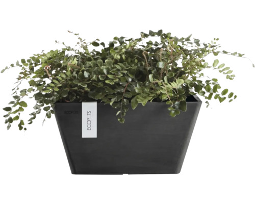Kapradina Pellaea rotundifolia v obdélníkovém tmavém květináči Ecopots.