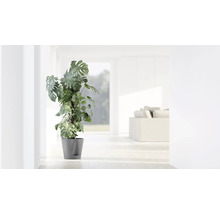 Monstera deliciosa s opěrnou tyčí v šedém květináči ve světlém, moderním obývacím pokoji.