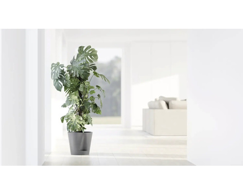 Monstera deliciosa s opěrnou tyčí v šedém květináči ve světlém, moderním obývacím pokoji.