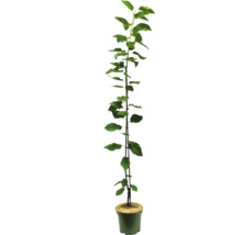 Sazenice jabloně v květináči