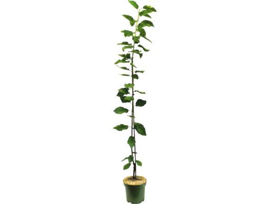 Sazenice jabloně v květináči