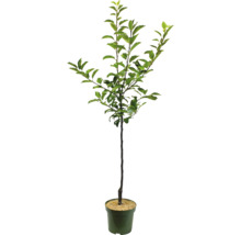 Mladý strom v květináči se zelenými listy.