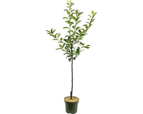 Mladý strom v květináči se zelenými listy.