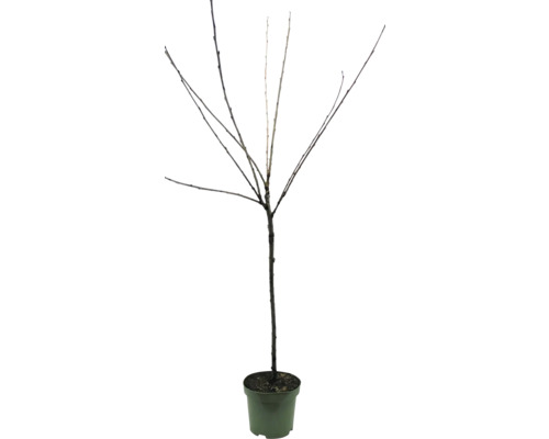 Listnatý strom bez listů v květináči