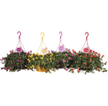 Čtyři závěsné sukulenty s barevnými květy