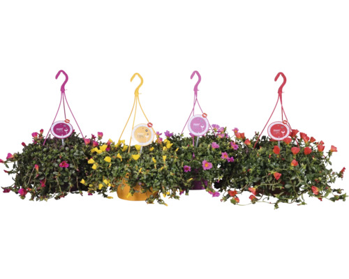 Čtyři závěsné sukulenty s barevnými květy