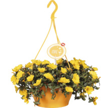 Závěsný květináč se žlutými květy