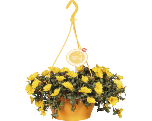 Závěsný květináč se žlutými květy