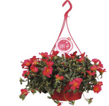 Závěsná petúnie v květináči se závěsem