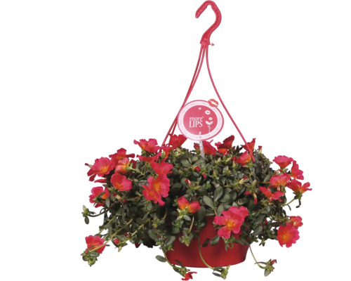 Závěsná petúnie v květináči se závěsem