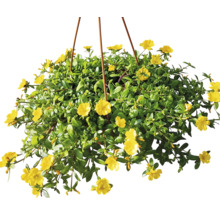 Závěsná květina s květinami Portulaca