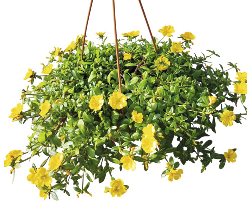 Závěsná květina s květinami Portulaca