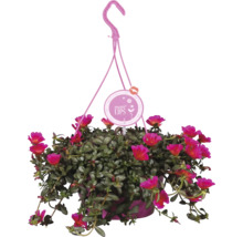 Závěsná rostlina s růžovými květy a logem More Lips