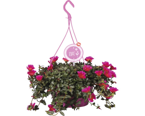 Závěsná rostlina s růžovými květy a logem More Lips