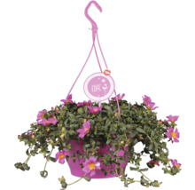 Závěsný květináč s kvetoucí šruchou velkokvětou