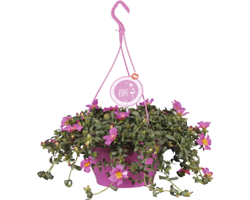 Závěsný květináč s kvetoucí šruchou velkokvětou