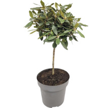 Olivovník pěstovaný v květináči se zelenými listy