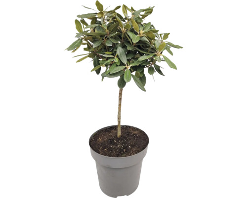 Olivovník pěstovaný v květináči se zelenými listy