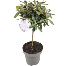 Rhododendron v květináči