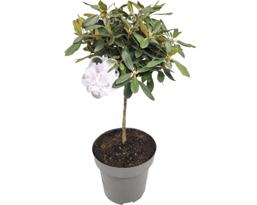 Rhododendron v květináči