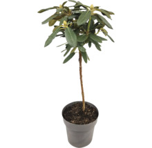 Rododendron v květináči