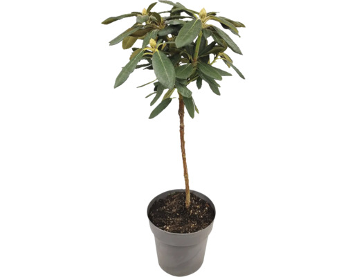 Rododendron v květináči