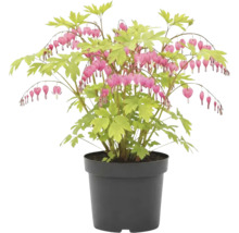 Srdcovka nádherná rostlina v květináči