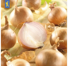 Žluté cibule, některé celé, jedna rozpůlená