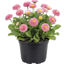 Sedmikrásky v květináči