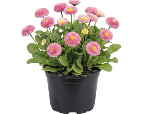 Sedmikrásky v květináči