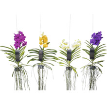 Zavěšené různobarevné orchideje ANSU