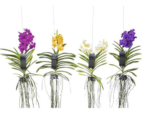 Zavěšené různobarevné orchideje ANSU