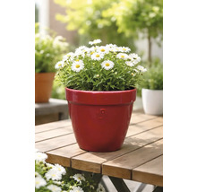 Sedmikrásky v květináči na dřevěném stole v zahradě