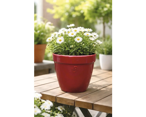 Sedmikrásky v květináči na dřevěném stole v zahradě