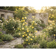 Zahradní scéna s růžovou bránou, žlutými růžemi a ozdobnými motýly
