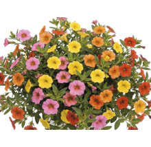 Barevná Calibrachoa s četnými malými květy v růžové, žluté, oranžové a červené barvě a zelenými listy.