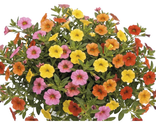 Calibrachoa Calipetite květináč 12 cm Barevná Calibrachoa s četnými malými květy v růžové, žluté, oranžové a červené barvě a zelenými listy.
