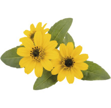 Žlutá vitálka Sanvitalia se zelenými listy.