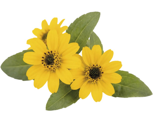 Sanvitálie Sanvitalia květináč 12 cm Žlutá vitálka Sanvitalia se zelenými listy.